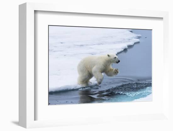 Polar bear cub (Ursus maritimus) jumping over the water, Spitsbergen Island, Svalbard archipelago, -G&M Therin-Weise-Framed Photographic Print