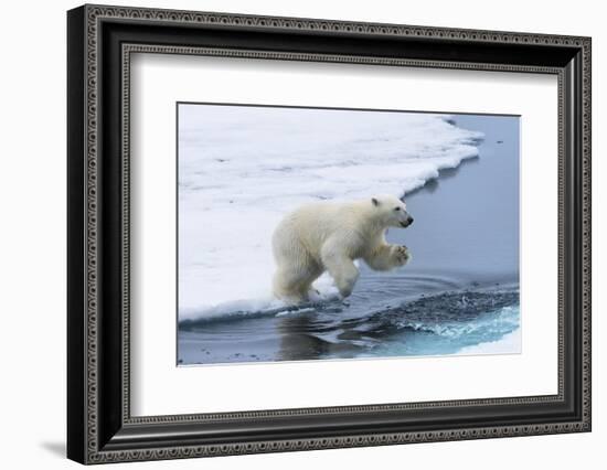 Polar bear cub (Ursus maritimus) jumping over the water, Spitsbergen Island, Svalbard archipelago, -G&M Therin-Weise-Framed Photographic Print