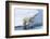 Polar bear cub (Ursus maritimus) jumping over the water, Spitsbergen Island, Svalbard archipelago, -G&M Therin-Weise-Framed Photographic Print