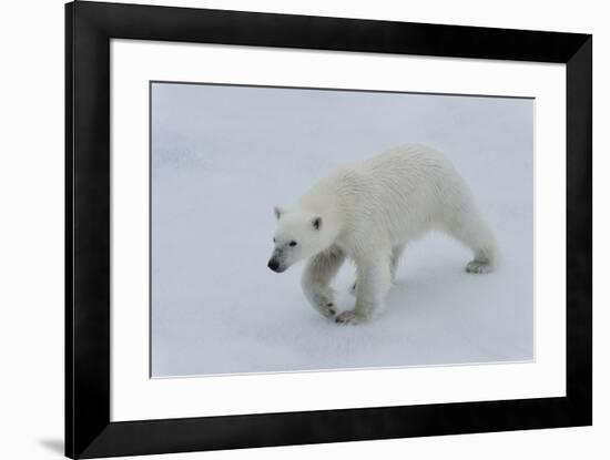 Polar bear cub (Ursus maritimus) walking on a melting ice floe, Spitsbergen Island, Svalbard archip-G&M Therin-Weise-Framed Photographic Print
