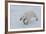 Polar bear cub (Ursus maritimus) walking on a melting ice floe, Spitsbergen Island, Svalbard archip-G&M Therin-Weise-Framed Photographic Print