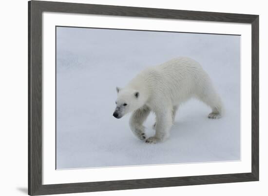 Polar bear cub (Ursus maritimus) walking on a melting ice floe, Spitsbergen Island, Svalbard archip-G&M Therin-Weise-Framed Photographic Print