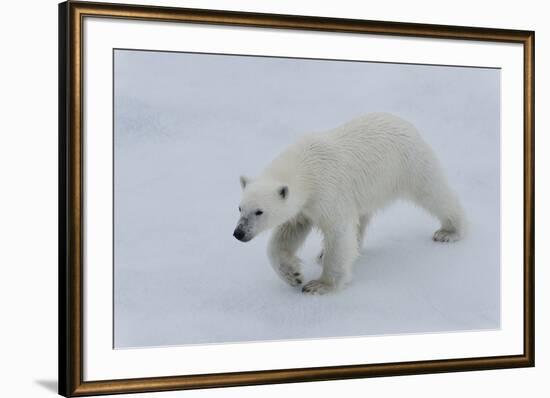 Polar bear cub (Ursus maritimus) walking on a melting ice floe, Spitsbergen Island, Svalbard archip-G&M Therin-Weise-Framed Photographic Print