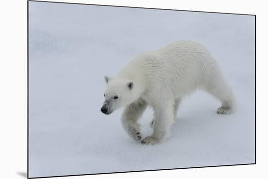 Polar bear cub (Ursus maritimus) walking on a melting ice floe, Spitsbergen Island, Svalbard archip-G&M Therin-Weise-Mounted Photographic Print