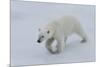 Polar bear cub (Ursus maritimus) walking on a melting ice floe, Spitsbergen Island, Svalbard archip-G&M Therin-Weise-Mounted Photographic Print