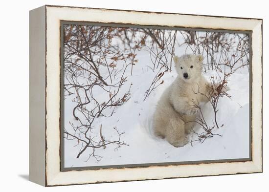 Polar Bear Cub (Ursus Maritimus), Wapusk National Park, Churchill, Hudson Bay, Manitoba, Canada-David Jenkins-Framed Premier Image Canvas