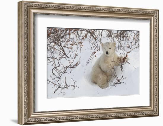 Polar Bear Cub (Ursus Maritimus), Wapusk National Park, Churchill, Hudson Bay, Manitoba, Canada-David Jenkins-Framed Photographic Print