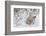 Polar Bear Cub (Ursus Maritimus), Wapusk National Park, Churchill, Hudson Bay, Manitoba, Canada-David Jenkins-Framed Photographic Print