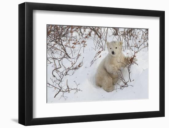 Polar Bear Cub (Ursus Maritimus), Wapusk National Park, Churchill, Hudson Bay, Manitoba, Canada-David Jenkins-Framed Photographic Print