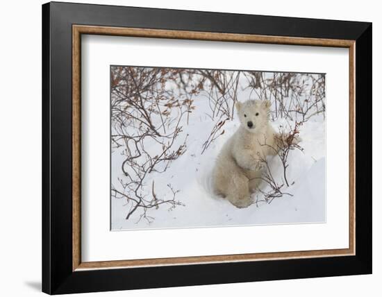 Polar Bear Cub (Ursus Maritimus), Wapusk National Park, Churchill, Hudson Bay, Manitoba, Canada-David Jenkins-Framed Photographic Print