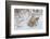 Polar Bear Cub (Ursus Maritimus), Wapusk National Park, Churchill, Hudson Bay, Manitoba, Canada-David Jenkins-Framed Photographic Print