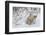 Polar Bear Cub (Ursus Maritimus), Wapusk National Park, Churchill, Hudson Bay, Manitoba, Canada-David Jenkins-Framed Photographic Print