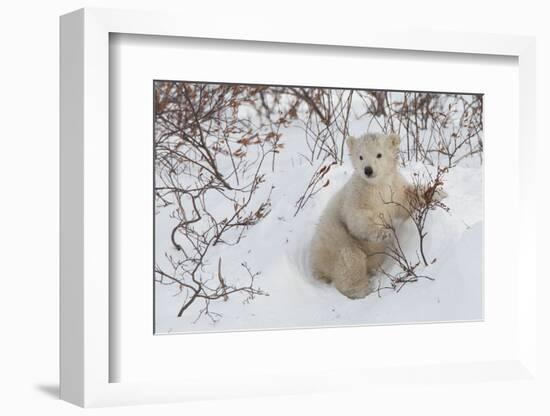 Polar Bear Cub (Ursus Maritimus), Wapusk National Park, Churchill, Hudson Bay, Manitoba, Canada-David Jenkins-Framed Photographic Print