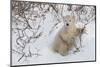 Polar Bear Cub (Ursus Maritimus), Wapusk National Park, Churchill, Hudson Bay, Manitoba, Canada-David Jenkins-Mounted Photographic Print