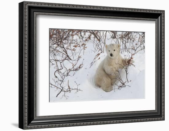 Polar Bear Cub (Ursus Maritimus), Wapusk National Park, Churchill, Hudson Bay, Manitoba, Canada-David Jenkins-Framed Photographic Print