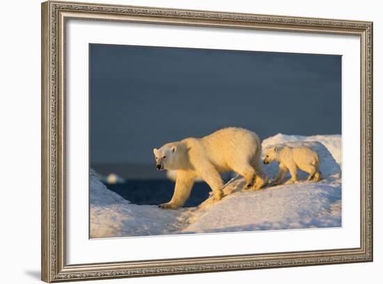 Polar Bear Cub Walking with Mother across Sea Ice Near Harbor Islands,Canada-Paul Souders-Framed Photographic Print