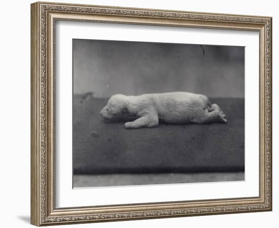 Polar Bear Cub with Eyes Not Yet Open, Lying on a Blanket at London Zoo, January 1920-Frederick William Bond-Framed Photographic Print