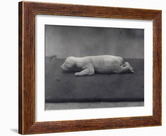 Polar Bear Cub with Eyes Not Yet Open, Lying on a Blanket at London Zoo, January 1920-Frederick William Bond-Framed Photographic Print
