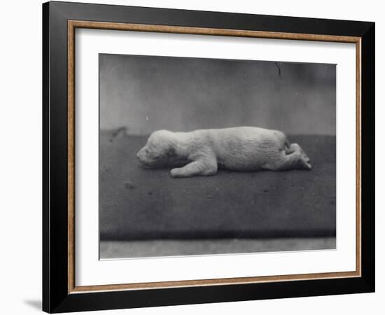 Polar Bear Cub with Eyes Not Yet Open, Lying on a Blanket at London Zoo, January 1920-Frederick William Bond-Framed Photographic Print