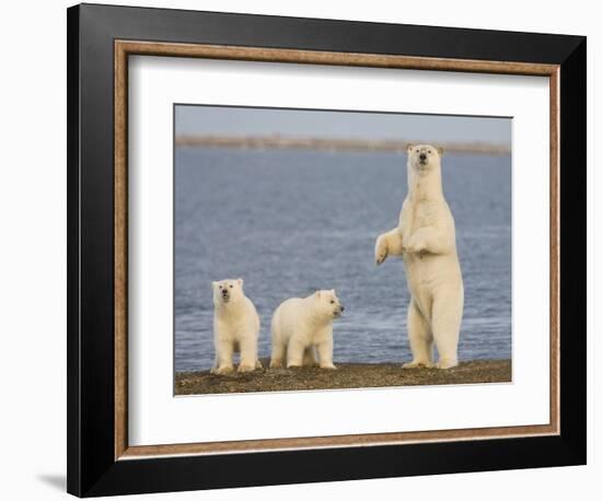 Polar Bear Cubs, Arctic National Wildlife Refuge, Alaska, USA-Hugh Rose-Framed Photographic Print