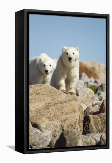 Polar Bear Cubs, Hudson Bay, Manitoba, Canada-Paul Souders-Framed Premier Image Canvas