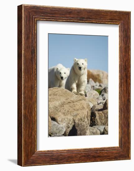 Polar Bear Cubs, Hudson Bay, Manitoba, Canada-Paul Souders-Framed Photographic Print