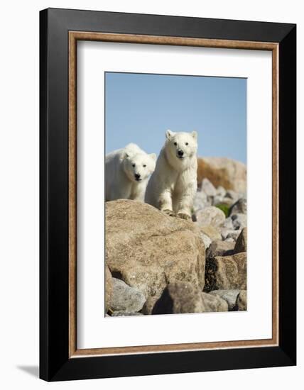 Polar Bear Cubs, Hudson Bay, Manitoba, Canada-Paul Souders-Framed Photographic Print