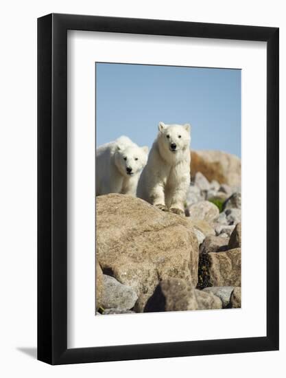 Polar Bear Cubs, Hudson Bay, Manitoba, Canada-Paul Souders-Framed Photographic Print