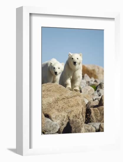 Polar Bear Cubs, Hudson Bay, Manitoba, Canada-Paul Souders-Framed Photographic Print