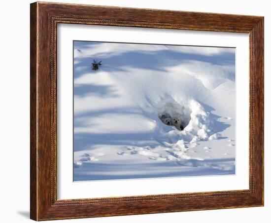 Polar Bear Cubs Looking out of the Den, Wapusk National Park, Churchill, Manitoba, Canada-Thorsten Milse-Framed Photographic Print