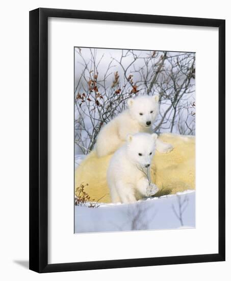 Polar Bear Cubs on Mother-null-Framed Photographic Print