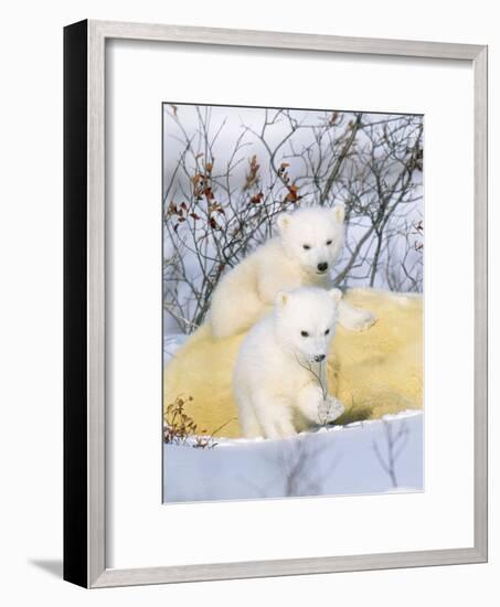 Polar Bear Cubs on Mother-null-Framed Photographic Print