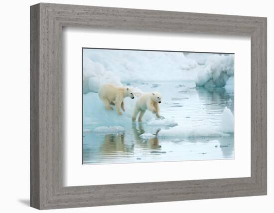 Polar bear cubs playing, leaping across sea ice, reflected in water-Danny Green-Framed Photographic Print