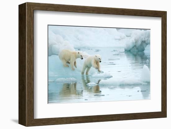 Polar bear cubs playing, leaping across sea ice, reflected in water-Danny Green-Framed Photographic Print