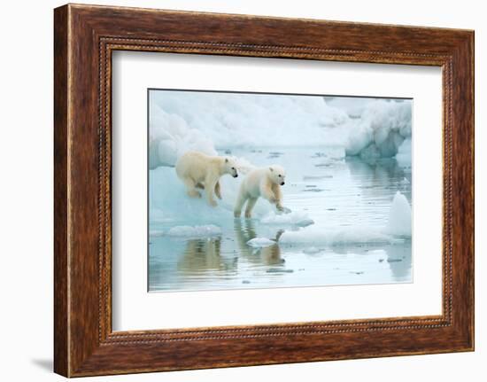 Polar bear cubs playing, leaping across sea ice, reflected in water-Danny Green-Framed Photographic Print