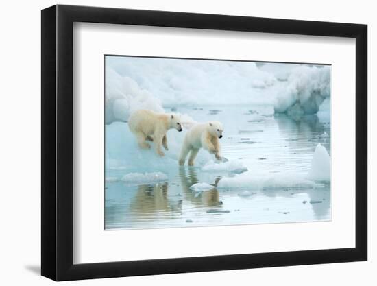 Polar bear cubs playing, leaping across sea ice, reflected in water-Danny Green-Framed Photographic Print