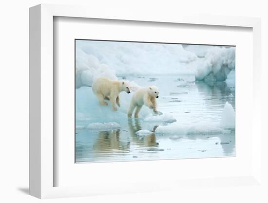 Polar bear cubs playing, leaping across sea ice, reflected in water-Danny Green-Framed Photographic Print