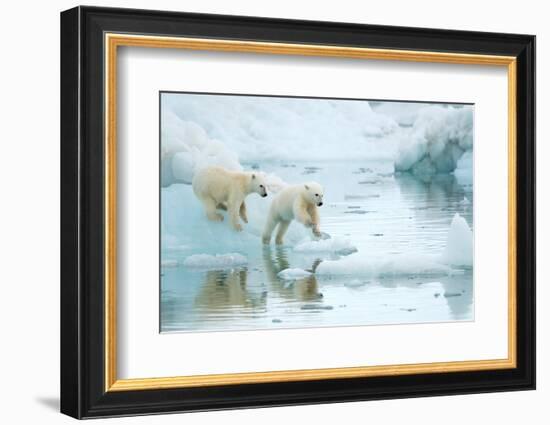 Polar bear cubs playing, leaping across sea ice, reflected in water-Danny Green-Framed Photographic Print