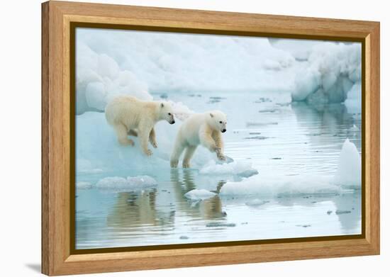 Polar bear cubs playing, leaping across sea ice, reflected in water-Danny Green-Framed Premier Image Canvas