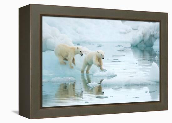 Polar bear cubs playing, leaping across sea ice, reflected in water-Danny Green-Framed Premier Image Canvas