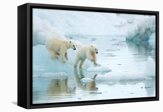 Polar bear cubs playing, leaping across sea ice, reflected in water-Danny Green-Framed Premier Image Canvas