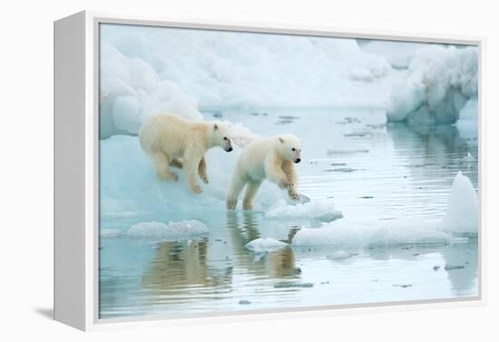 Polar bear cubs playing, leaping across sea ice, reflected in water-Danny Green-Framed Premier Image Canvas