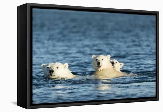 Polar Bear Cubs Swimming, Hudson Bay, Nunavut, Canada-Paul Souders-Framed Premier Image Canvas