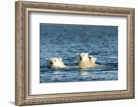 Polar Bear Cubs Swimming, Hudson Bay, Nunavut, Canada-Paul Souders-Framed Photographic Print