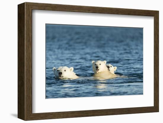 Polar Bear Cubs Swimming, Hudson Bay, Nunavut, Canada-Paul Souders-Framed Photographic Print