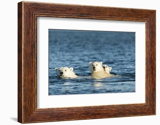 Polar Bear Cubs Swimming, Hudson Bay, Nunavut, Canada-Paul Souders-Framed Photographic Print