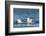 Polar Bear Cubs Swimming, Hudson Bay, Nunavut, Canada-Paul Souders-Framed Photographic Print