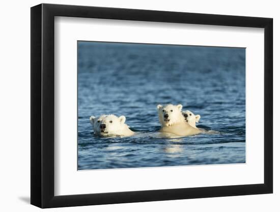 Polar Bear Cubs Swimming, Hudson Bay, Nunavut, Canada-Paul Souders-Framed Photographic Print