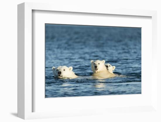 Polar Bear Cubs Swimming, Hudson Bay, Nunavut, Canada-Paul Souders-Framed Photographic Print