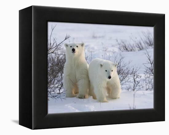 Polar Bear Cubs (Ursus Maritimus), Churchill, Hudson Bay, Manitoba, Canada-Thorsten Milse-Framed Premier Image Canvas